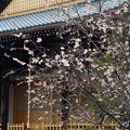 写真: 御会式桜（オエシキザクラ）