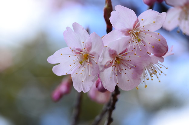 写真: 知恩寺の桜