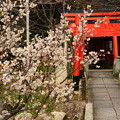 写真: 満開の桃桜
