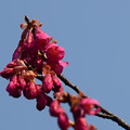 寒緋桜（カンヒザクラ）