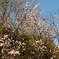 写真: 唐実桜（カラミザクラ）