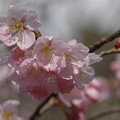 写真: 唐実桜×染井吉野