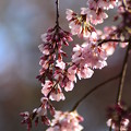 写真: 糸桜