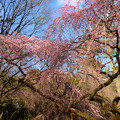 写真: 近衛邸跡の糸桜