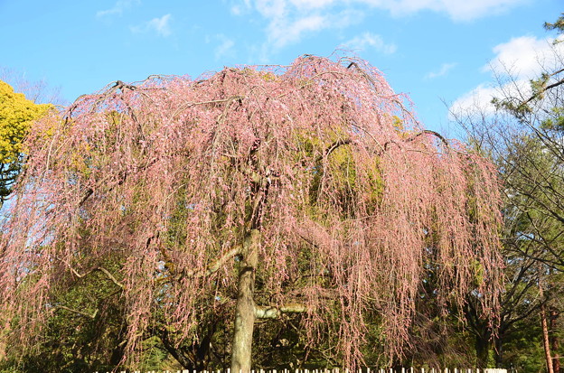 写真: 出水の糸桜