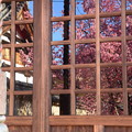 写真: 満開の桜を映して〜