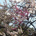 写真: 紅白咲き分けの梅