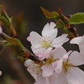 写真: 細井桜（ホソイザクラ）