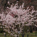 写真: 満開の細井桜（ホソイザクラ）