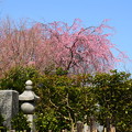 写真: 高台寺墓地