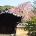 写真: 高台寺の枝垂れ桜