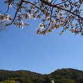 写真: 咲き始めた染井吉野