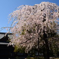 写真: 上品蓮台寺の枝垂れ桜