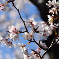 写真: 事務所前の桜