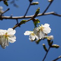写真: 薄墨桜（ウスズミザクラ）