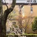 写真: 府庁旧館の枝垂れ桜