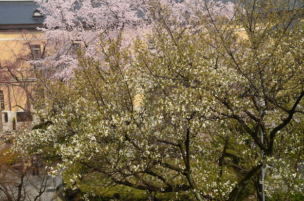 写真: 大島桜（手前）と枝垂れ