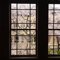 写真: 窓越しの枝垂れ桜