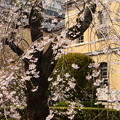 写真: 府庁旧館の枝垂れ桜