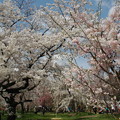 写真: 満開の桜の園