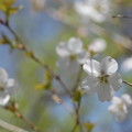 写真: 近畿豆桜（キンキマメザクラ）