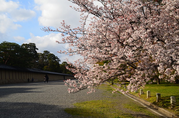 写真: 満開の山桜