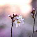 写真: 紅鶴桜（ベニヅルザクラ）