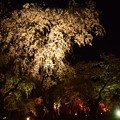 写真: 桜のライトアップ