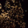 写真: 桜とお月様