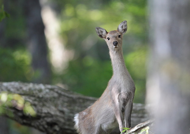 写真: 五葉山の鹿