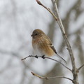 写真: ベニマシコ『冬鳥』　　　　P1040667