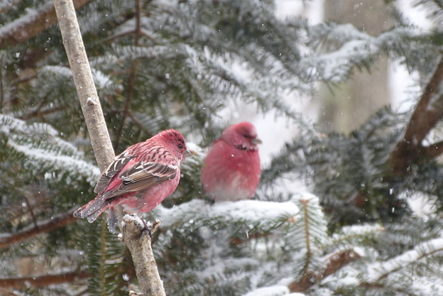 写真: オオマシコ『冬の鳥』　　　P1040801