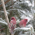 写真: オオマシコ『冬の渡り鳥、赤い鳥』　　　P1040802