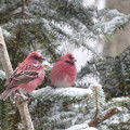 写真: オオマシコ『冬の渡り鳥』 　　　P1040804