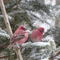 写真: オオマシコ『赤い鳥』 　　　P1040805