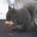 写真: ニホンリスはパンが好き！　　P1060240