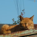 写真: 日なた猫