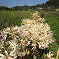 写真: 白い彼岸花（リコリス）7762