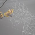 写真: マンサク＆クモの巣6550