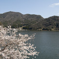 水月湖の桜2