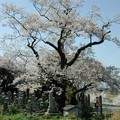 写真: 高島市 清水桜
