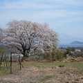 高島市　竹生の桜