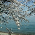 写真: 高島市 琵琶湖畔