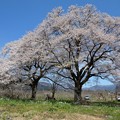 写真: 高島市　夫婦桜