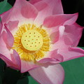 写真: Lotus