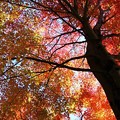 写真: 見上げてごらん　昼の紅葉を