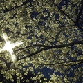 夜桜　その２