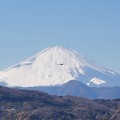 雪化粧の富士山とトビ