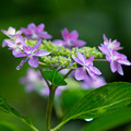 紫陽花（1）
