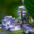 写真: 紫陽花（3）